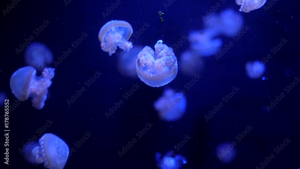 Beautiful colorful glowing jellyfishes in macro closeup shot swimming in aquarium pool with blue background. Mastigias papua underwater flowing particles. Slow motion.