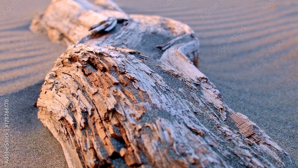 Driftwood macro at sunset on sand at beach Oregon Coast Oregon 12 Driftwood macro at sunset on sand at beach Oregon Coast Oregon 12