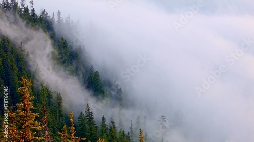 Douglas fir forest and mist Inversion Mt. Hood Oregon Cascades 6