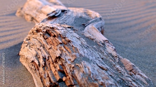 Driftwood macro at sunset on sand at beach Oregon Coast Oregon 12