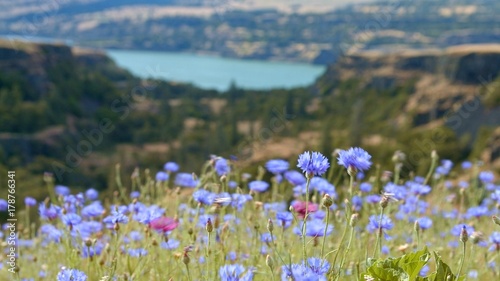 Field bloom of blue bachelor's button cornflower and Columbia River 1 Rowena Crest Columbia River Gorge Wildflower Meadow