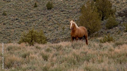 Lone mustang at dawn grazing 3 South Steens HMA Wild Horses Steens Mountain Near Malheur Wildlife Refuge 14