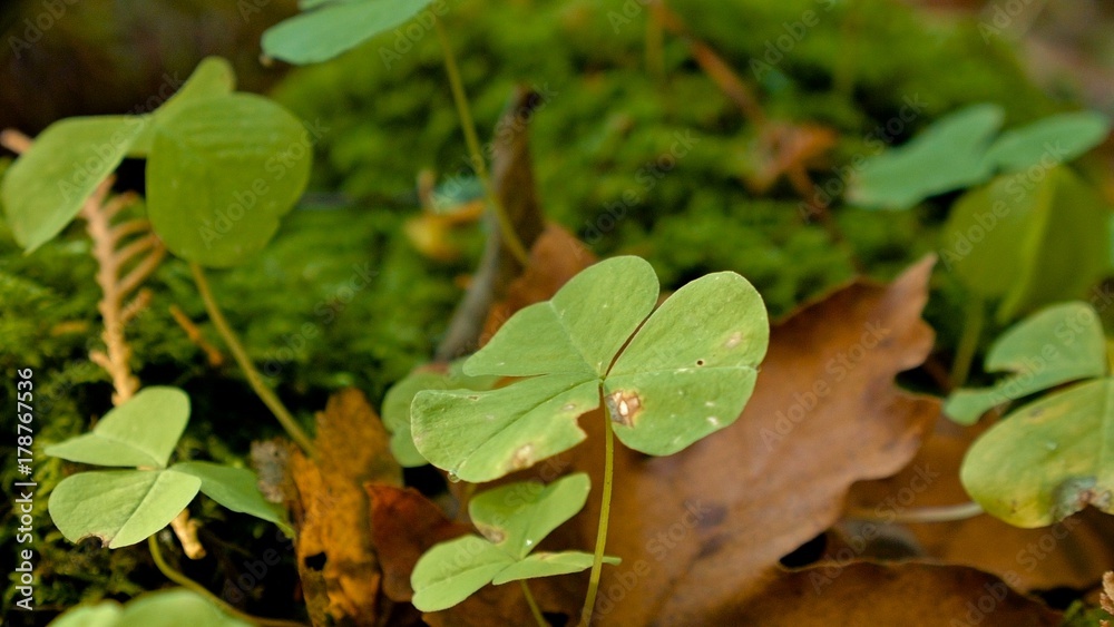 Oxalis wood sorrel giant clover edible macro plant McKenzie River Valley Oregon 13 Oxalis wood sorrel giant clover edible macro plant McKenzie River Valley Oregon 13