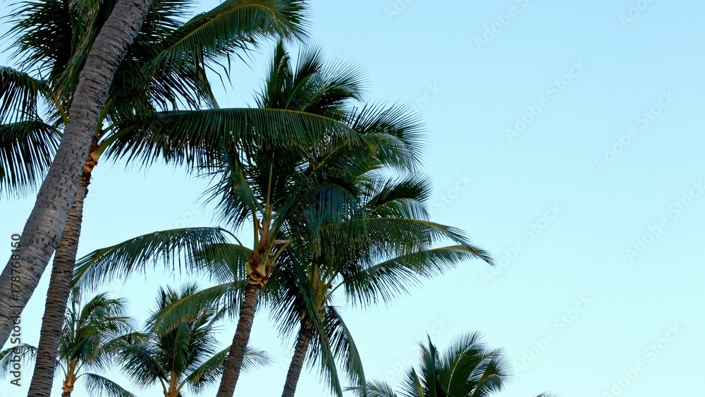 Sunset Palm Trees Kauai Hawaii Sunset Palm Trees Kauai Hawaii