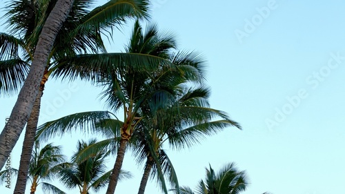 Sunset Palm Trees Kauai Hawaii