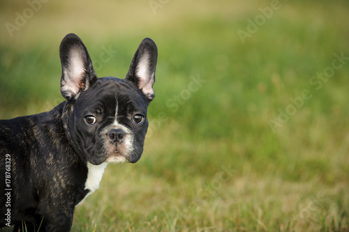 French Bulldog puppy outdoor portrait in grass