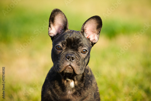 French Bulldog puppy outdoor portrait against grass © everydoghasastory