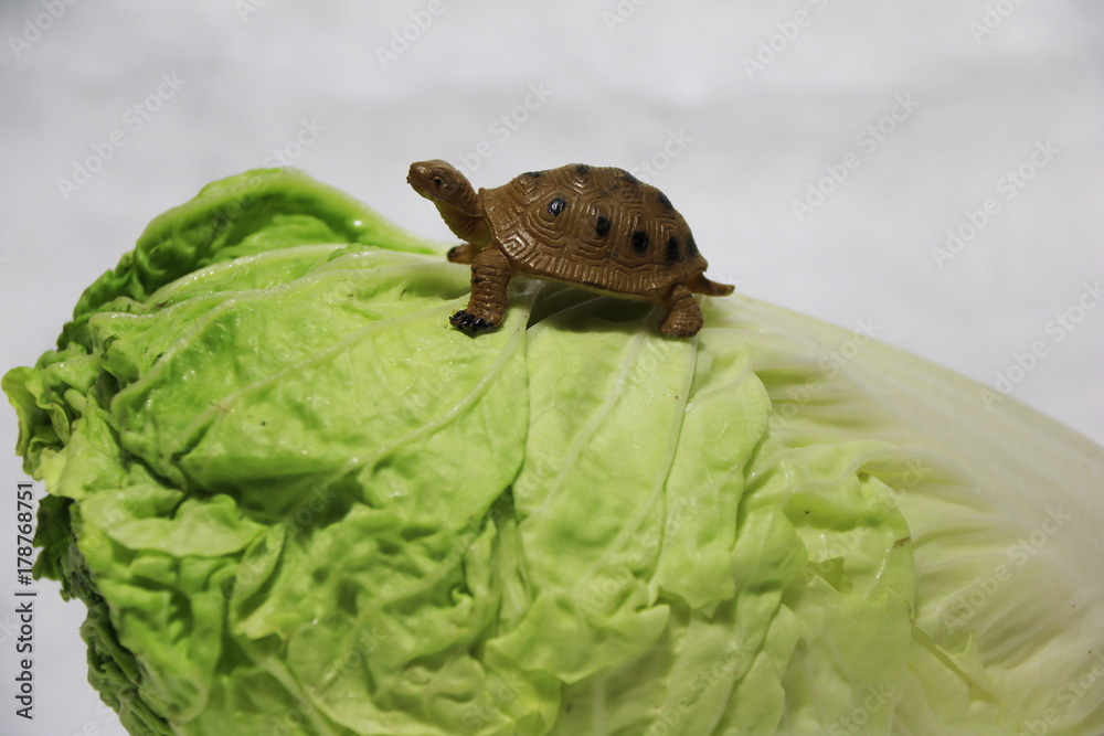 Obraz premium Small plastic turtle on the Chinese cabbage and white background. napa cabbage is the plant grows to an oblong shaped head consisting of tightly arranged crinkly.