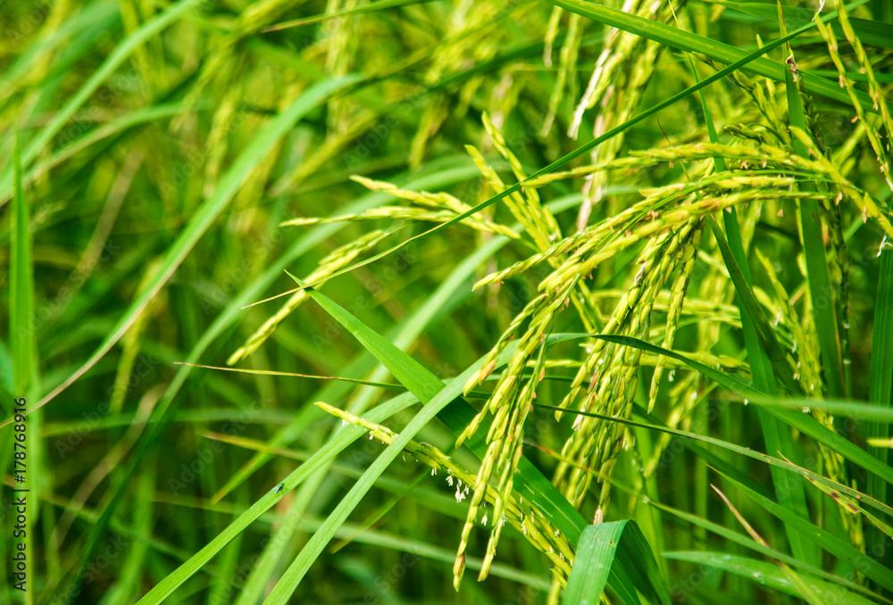 Green rice fields growing with soft light windy season
Green rice fields growing with soft light windy season