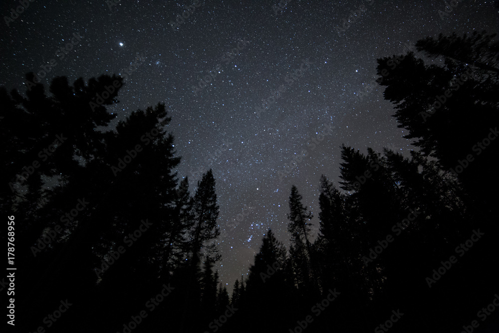 Dark sky forest and stars on Mt. Hood 5