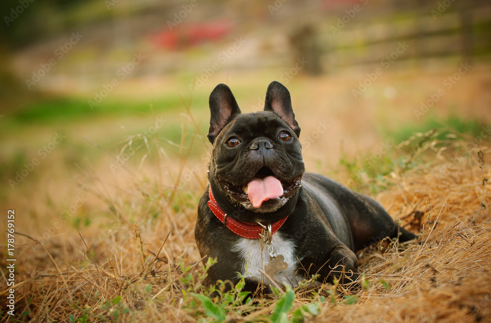 Brindle French Bulldog lying in pretty field Brindle French Bulldog lying in pretty field