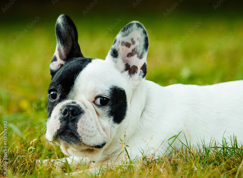 Piebald French Bulldog outdoor portrait in grass