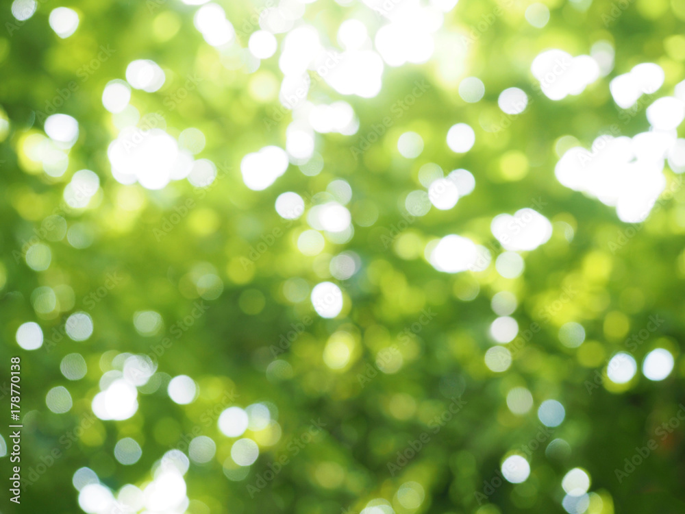 Green blurred background with bokeh from sunlight shining through leaves