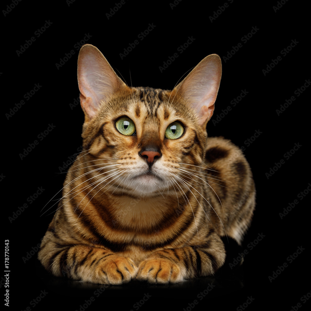 Cute Gold Bengal Cat Lying on isolated Black Background, front view Cute Gold Bengal Cat Lying on isolated Black Background, front view