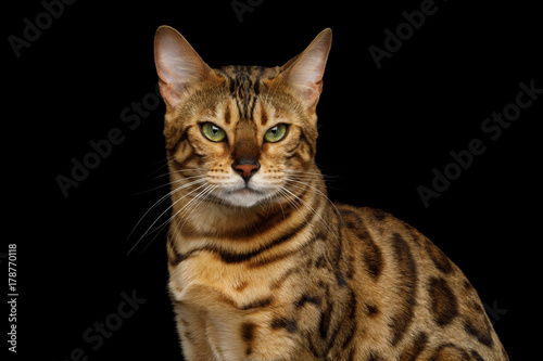 Fototapeta Naklejka Na Ścianę i Meble -  Portrait of Angry Gold Bengal Cat Gazing on isolated Black Background, front view