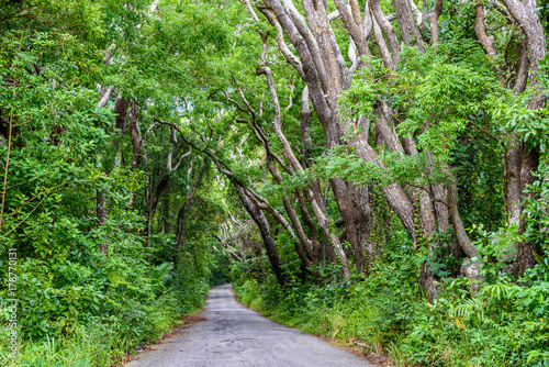Tree-lined walk at  Cherry Tree Hill Reserve - caribbean island Barbados