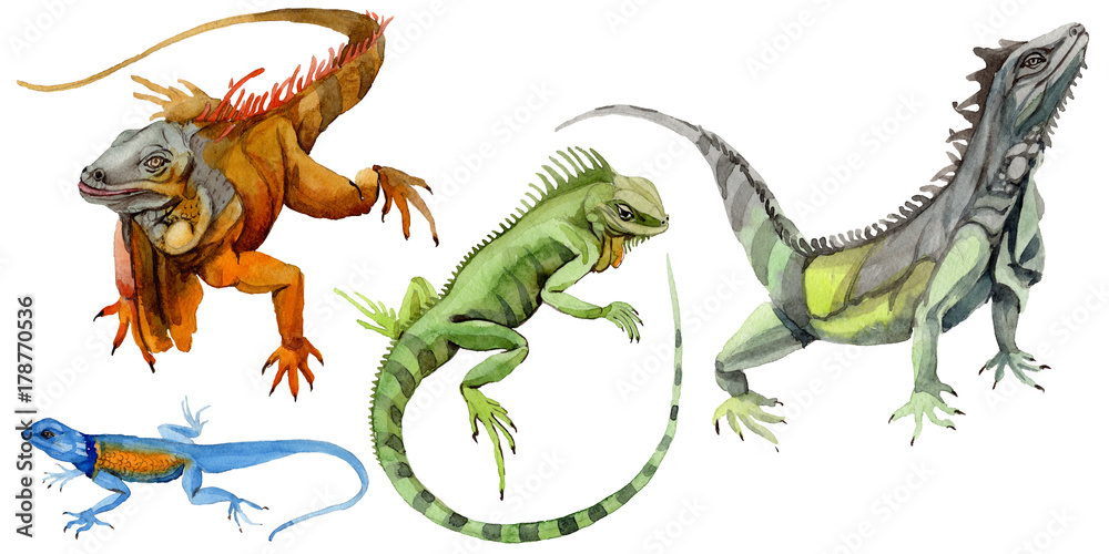 Fototapeta premium Exotic iguana in a watercolor style isolated. Full name of the reptilian: iguana. Aquarelle exotic reptilian for background, texture, wrapper pattern or tattoo.