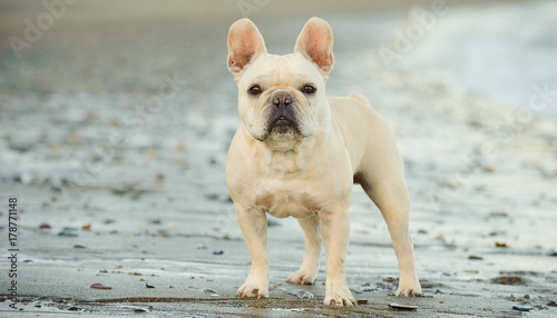 Cream French Bulldog standing on wet beach © everydoghasastory