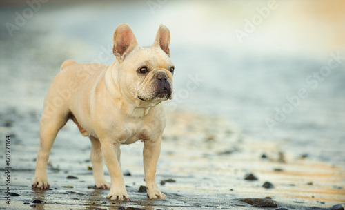 Fototapeta Naklejka Na Ścianę i Meble -  Cream French Bulldog standing on rocky wet beach