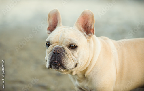 Cream French Bulldog portrait against sand © everydoghasastory