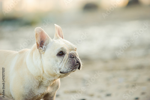 Cream French Bulldog closeup portrait at beach