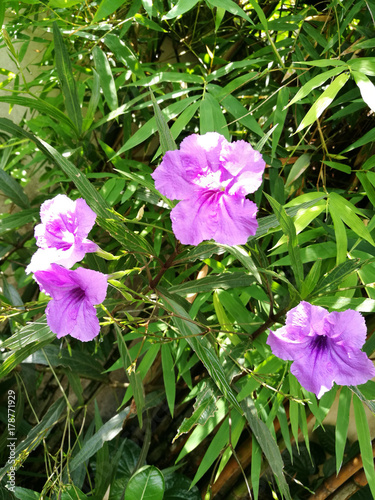 Waterkanon blooming