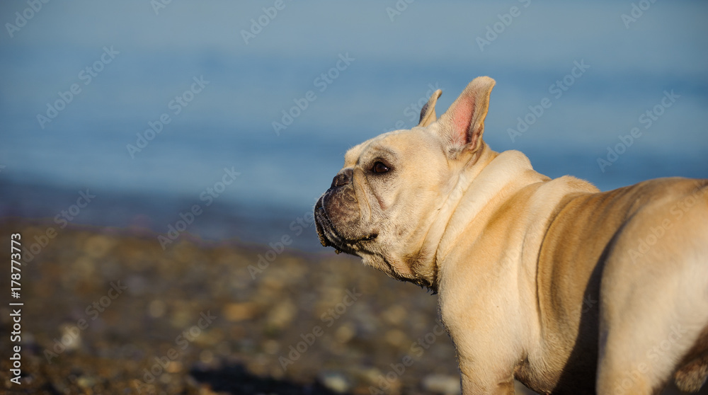 Cream French Bulldog on water shore