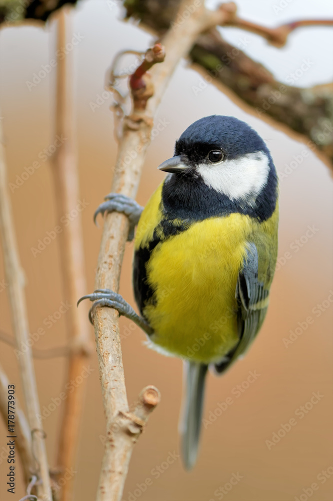 Fototapeta premium Kohlmeise