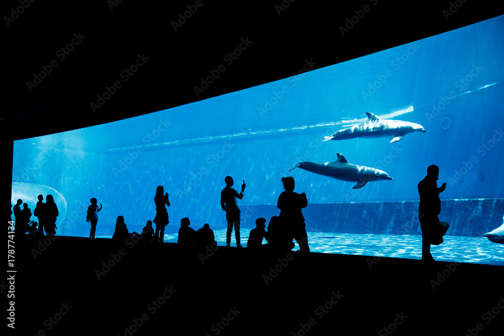 Naklejka premium Ludzie oglądający delfiny w niebieskim akwarium