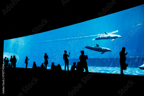 Slika na platnu People watching dolphins in blue aquarium