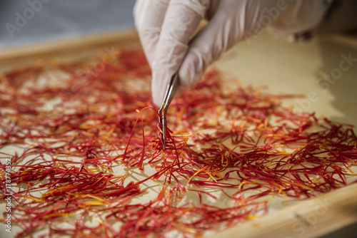 Konstfotografi Worker with gloves and pincers preparing saffron for drying on a silk