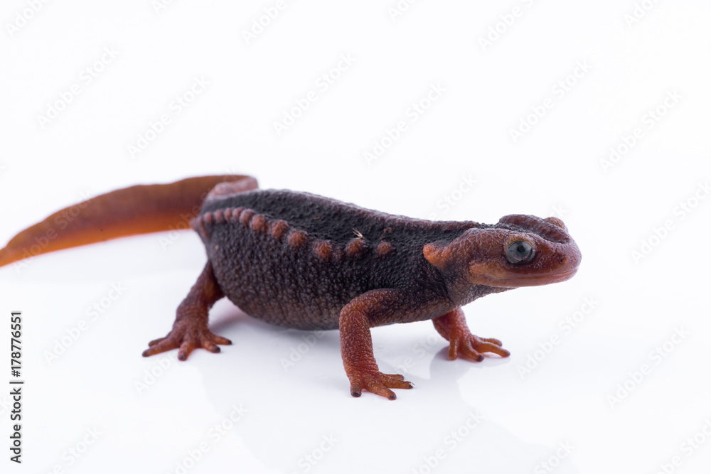 Salamander (Himalayan Newt) on white background and Living On the high mountains at doiinthanon national park,Thailand
