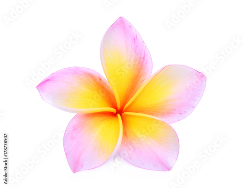 single pink frangipani or plumeria (tropical flowers) isolated on white background