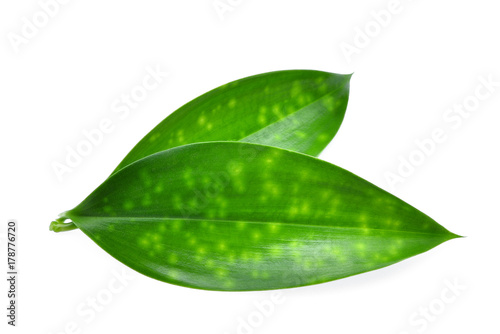 close up of green leaf isolated on white background
