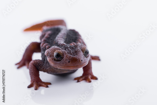 Salamander (Himalayan Newt) on white background and Living On the high mountains at doiinthanon national park,Thailand © fototrips