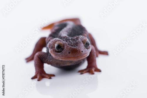 Salamander (Himalayan Newt) on white background and Living On the high mountains at doiinthanon national park,Thailand photo