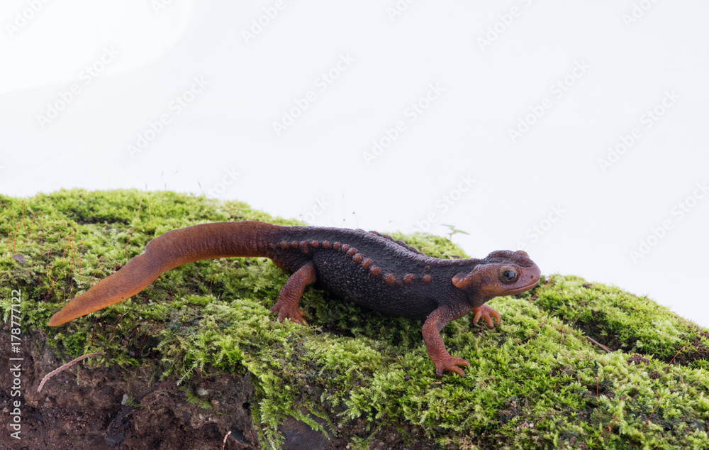 Obraz premium Salamander (Himalayan Newt) on white background and Living On the high mountains at doiinthanon national park,Thailand