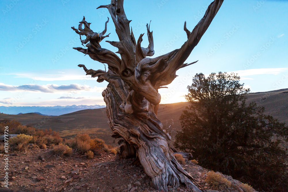 Canvas Print Ancient tree