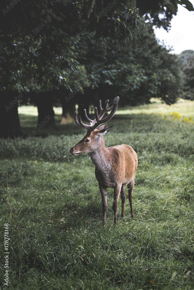 Fototapeta premium Majestic Deer