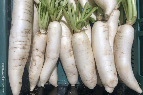 Radish white in green plastic crate