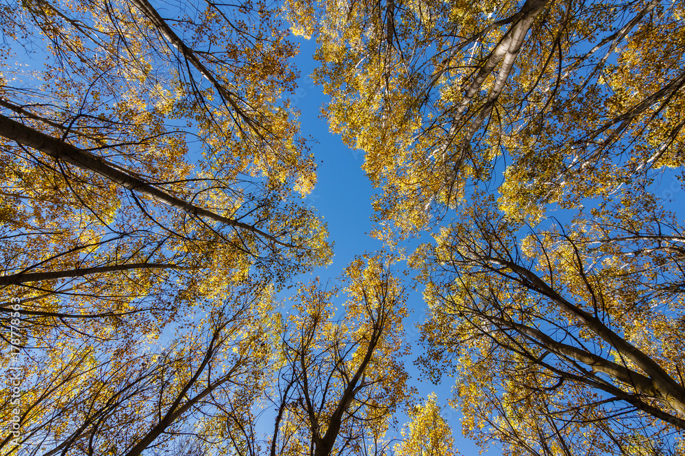 Vista vertical de bosque de chopos en otoño y cielo azul. Populus canadensis.
Vista vertical de bosque de chopos en otoño y cielo azul. Populus canadensis.