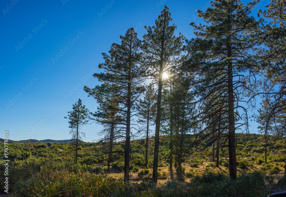 Line of pine trees in front of the sun form a silhouette. Line of pine trees in front of the sun form a silhouette.