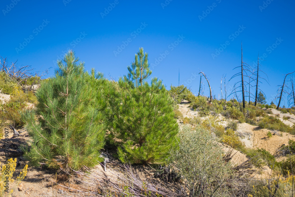 Twin baby pine trees stand beside each other on a hillside in the mountains of Southern California. Twin baby pine trees stand beside each other on a hillside in the mountains of Southern California.