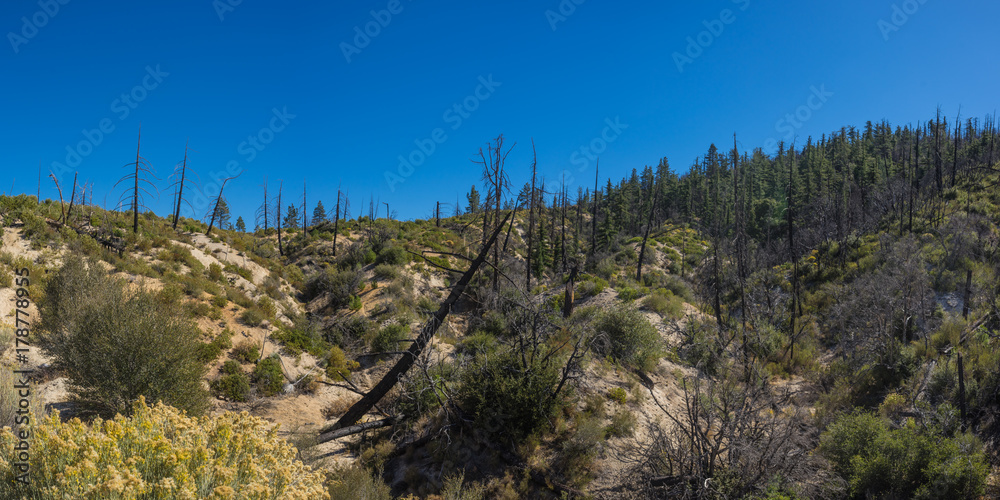 Fallen pine trees on the side of a mountain in the Angeles National Forest.