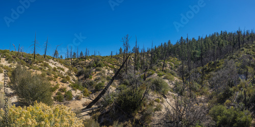 Fallen pine trees on the side of a mountain in the Angeles National Forest.
