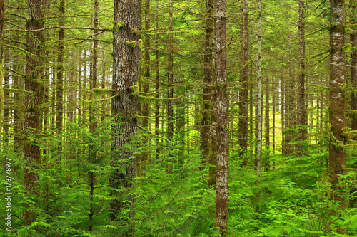 a picture of an Pacific Northwest forest with Douglas fir trees