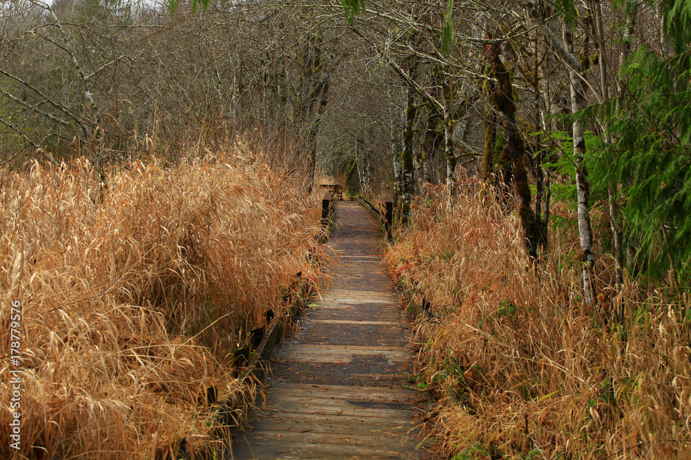 Fototapeta premium a picture of an Pacific Northwest forest trail