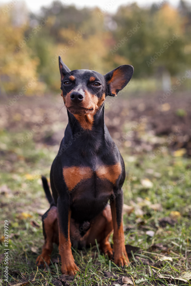 Cute dwarf pincher puppy in the grass.