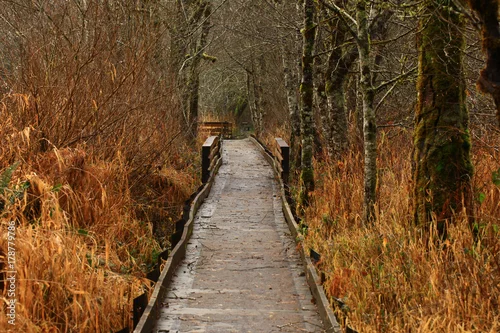 Obraz zdjęcie leśnego szlaku Pacific Northwest
