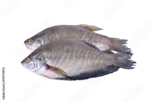 fresh gourami fish whole round on white background